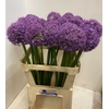 ALLIUM GLOBEMASTER