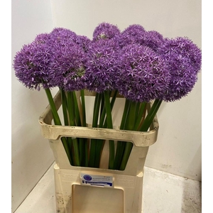 ALLIUM GLOBEMASTER