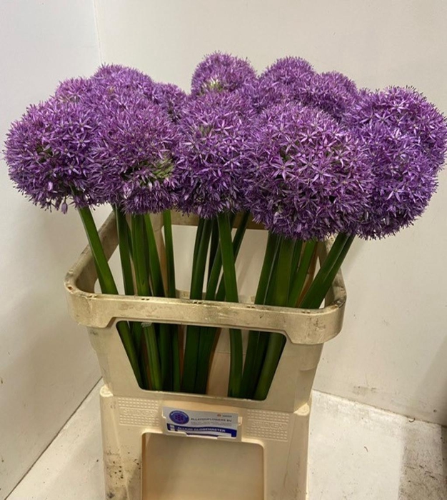 <h4>ALLIUM GLOBEMASTER</h4>