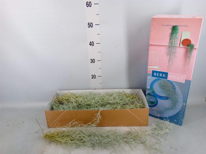 <h4>Tillandsia usneoides</h4>