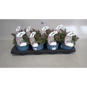 Nepeta faassenii  'Purrsian Blue'