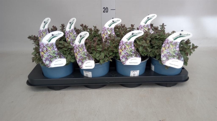 <h4>Nepeta faassenii  'Purrsian Blue'</h4>