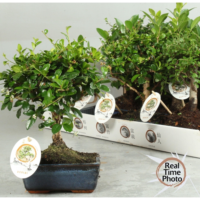 <h4>BONSAI GEM</h4>