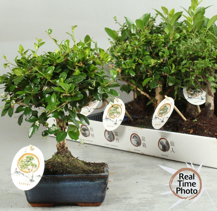 <h4>BONSAI GEM</h4>