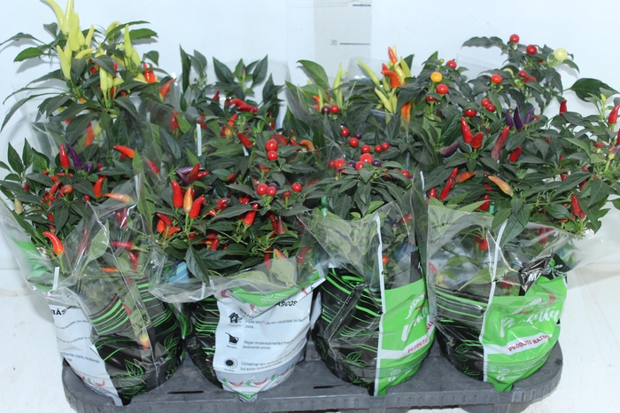 <h4>PIMENTA P14</h4>