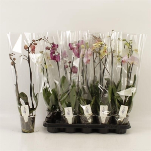PHAL GEM 6 KL
