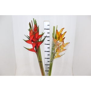 HELICONIA BIHAI