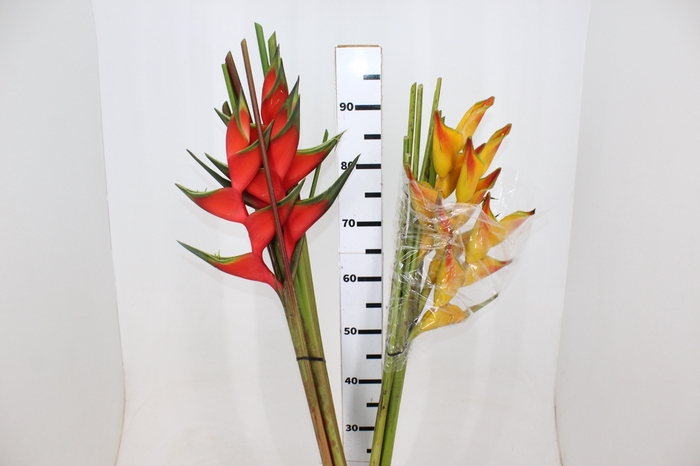 HELICONIA BIHAI