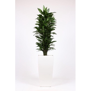 Dracaena Janet Lind in Piza pot 