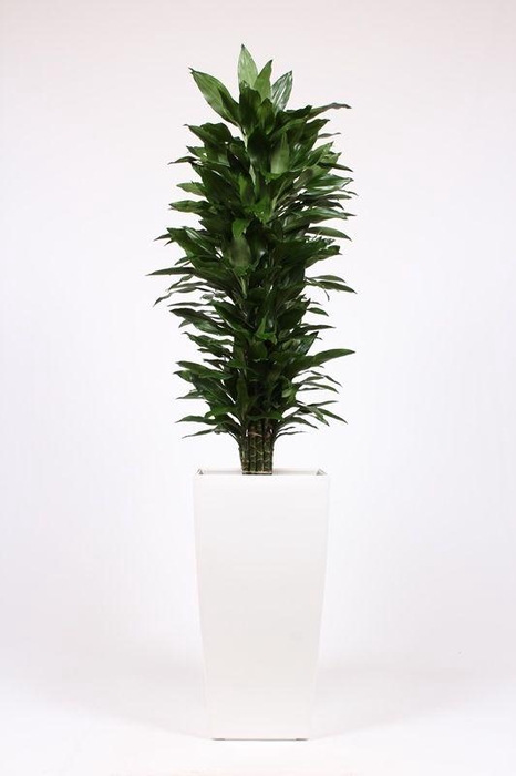 <h4>Dracaena Janet Lind in Piza pot "wit"</h4>