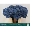 Hydrangea royal parade classic