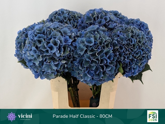 Hydrangea royal parade classic