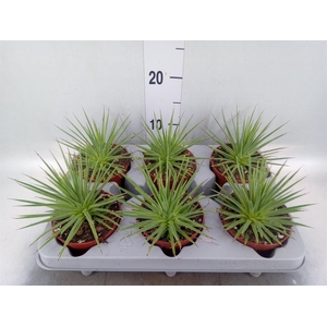 Agave stricta 'Nana'
