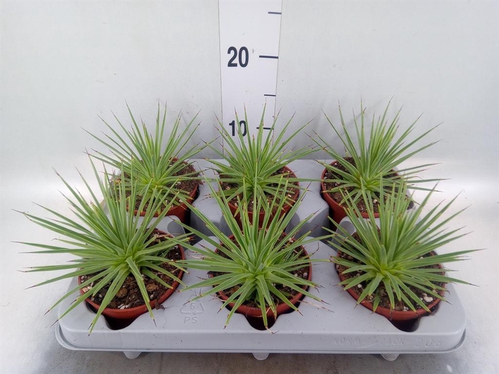 <h4>Agave stricta 'Nana'</h4>