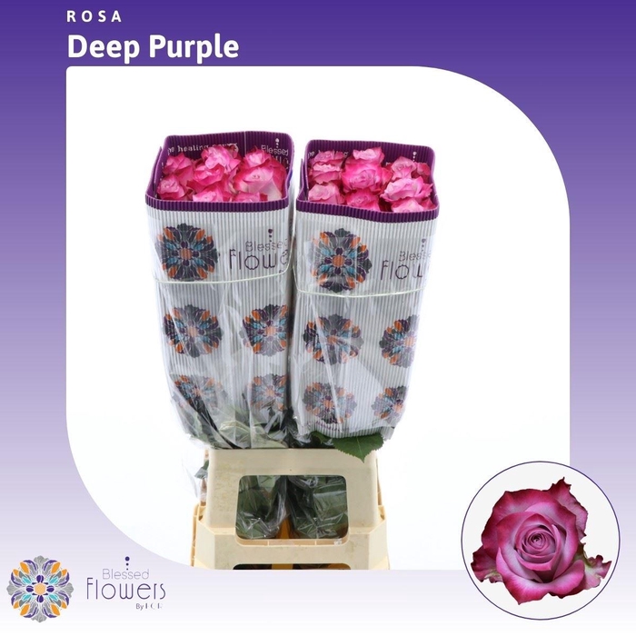 <h4>Rosa gr Deep Purple</h4>