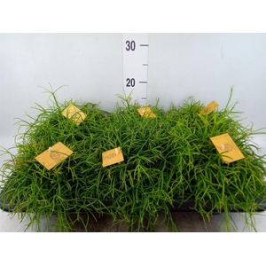Rhipsalis   ...