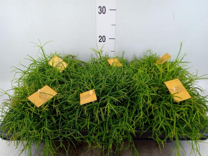 <h4>Rhipsalis   ...</h4>