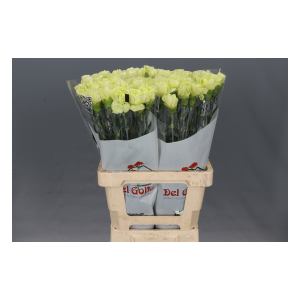 Dianthus St Celtic