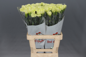 Dianthus St Celtic