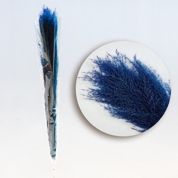<h4>Pampas XL blauw</h4>