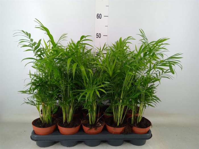 <h4>Chamaedorea elegans</h4>