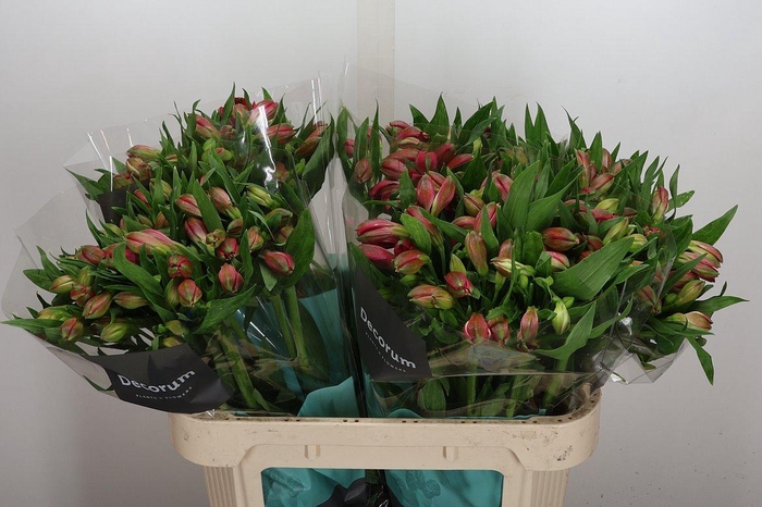 <h4>Alstr Heartbreaker</h4>