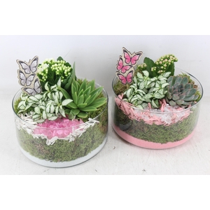 arr2 PL - Glas cilinder summer x5 - roze/wit