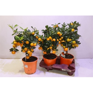 arr8 Citr X Microcarpa