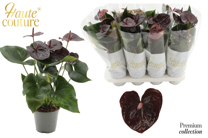 <h4>Anthurium 14 cm Tranquillo in Haute Couture sleeve</h4>