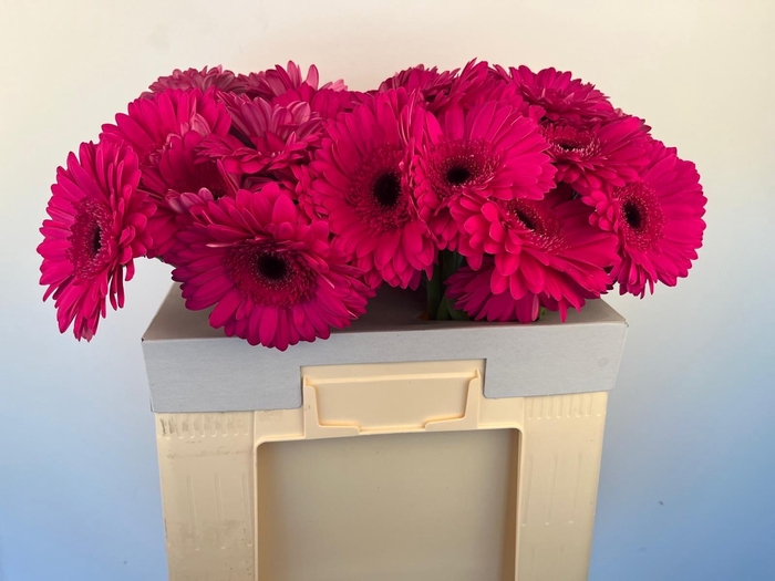 <h4>Ge Gr Bon Dia</h4>