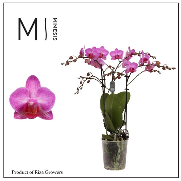 <h4>Mimesis Phal. Stuttgart - 3 spike 9cm</h4>