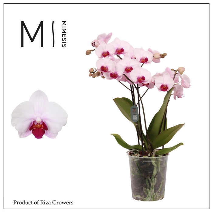 <h4>Phalaenopsis Cadi 3 spike - 12cm | Mimesis</h4>