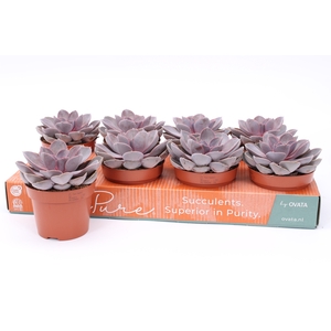 ECHEV PURPLE PEARL