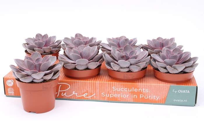 <h4>ECHEV PURPLE PEARL</h4>