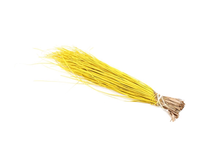 Beargrass Yellow