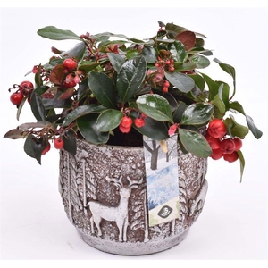 Cement pot gy rend. opdr. 13cm