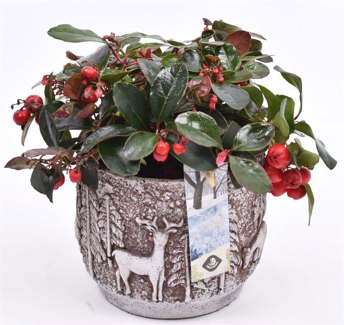 <h4>Cement pot gy rend. opdr. 13cm</h4>