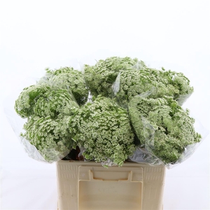 Ammi visnaga 'Casablanca'