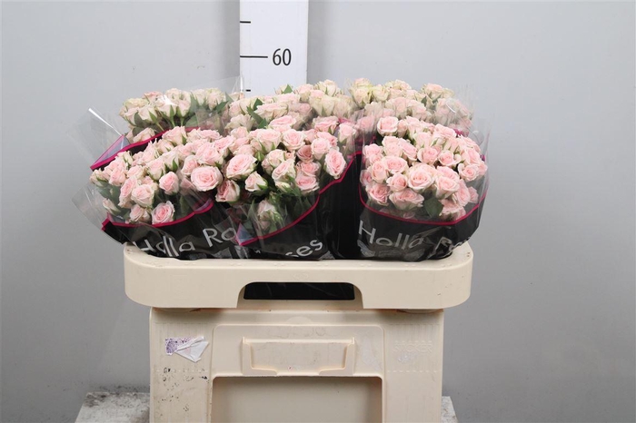 <h4>R Tr Severina</h4>