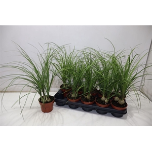 Beaucarnea Recur
