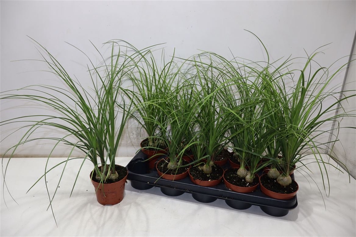 <h4>Beaucarnea Recur</h4>