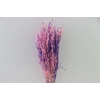 Dried Artz Rice Grass Da Vinci Bunch