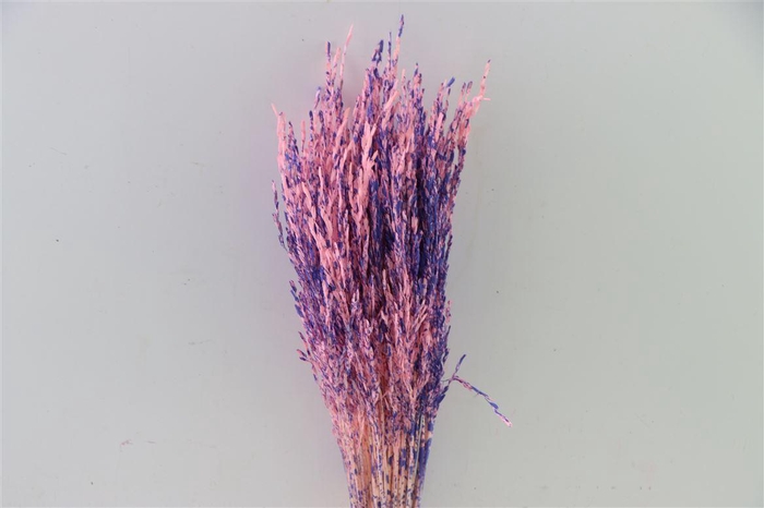 Dried Artz Rice Grass Da Vinci Bunch