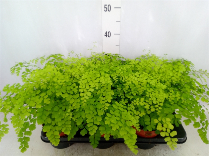 Adiantum raddi. 'Fragrans'