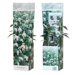 Buddleja 'White Profusion'