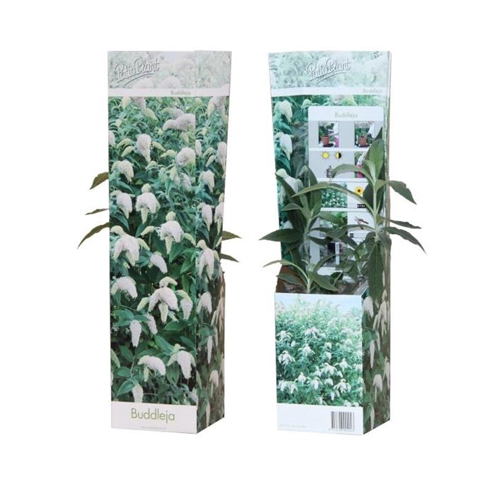 <h4>Buddleja 'White Profusion'</h4>