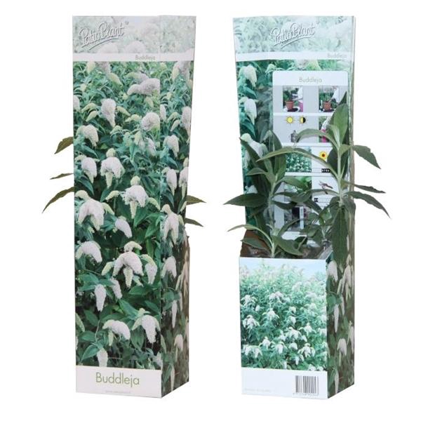 Buddleja 'White Profusion'