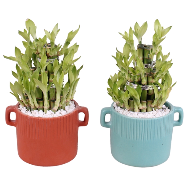 <h4>Lucky Bamboo Shape Round 3S Ø14cm Ceramic EV463</h4>