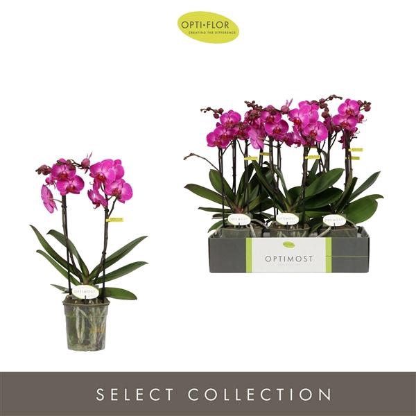 <h4>Phalaenopsis Multifloratypes overig paars</h4>