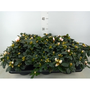 Rhododendron sim.   ...